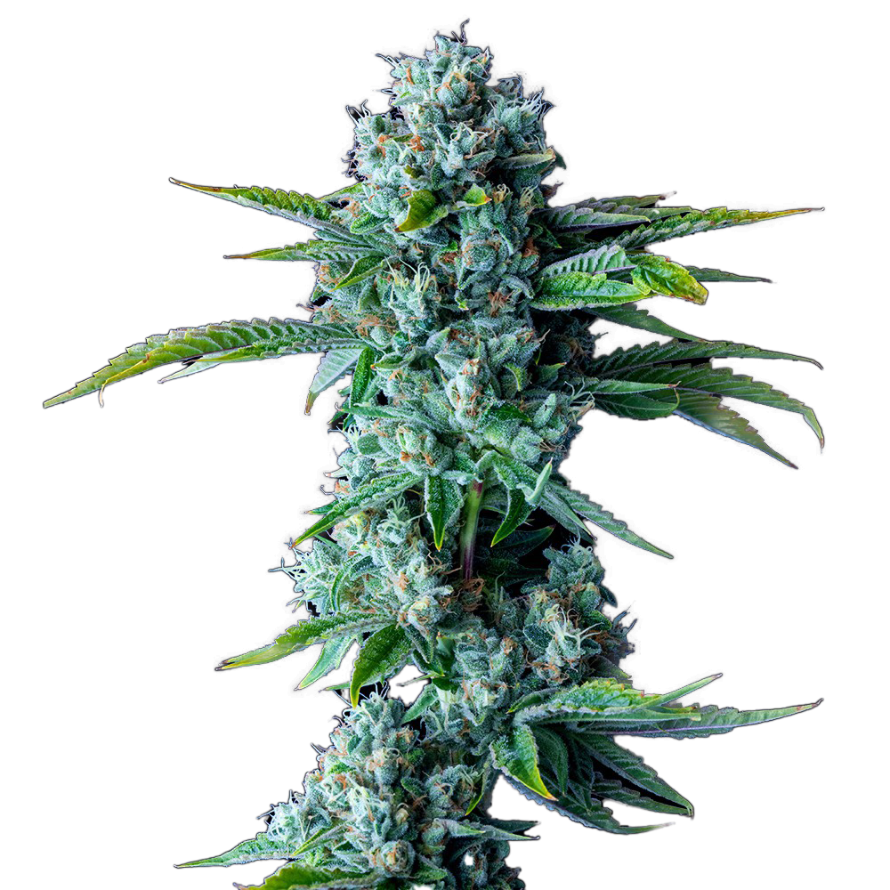 Skywalker OG Feminized Seeds