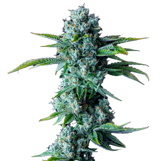 Skywalker OG Feminized Seeds