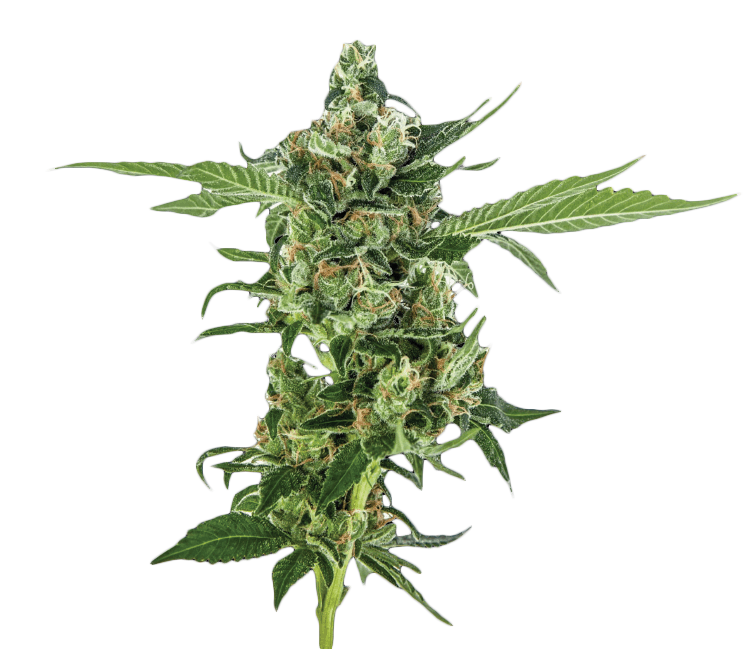 Sour Diesel Feminized Seeds