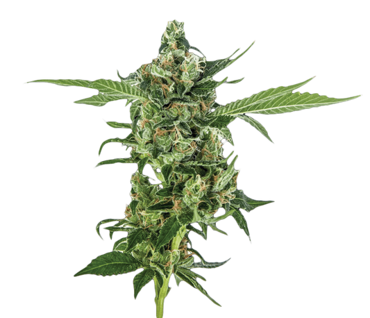 Sour Diesel Feminized Seeds