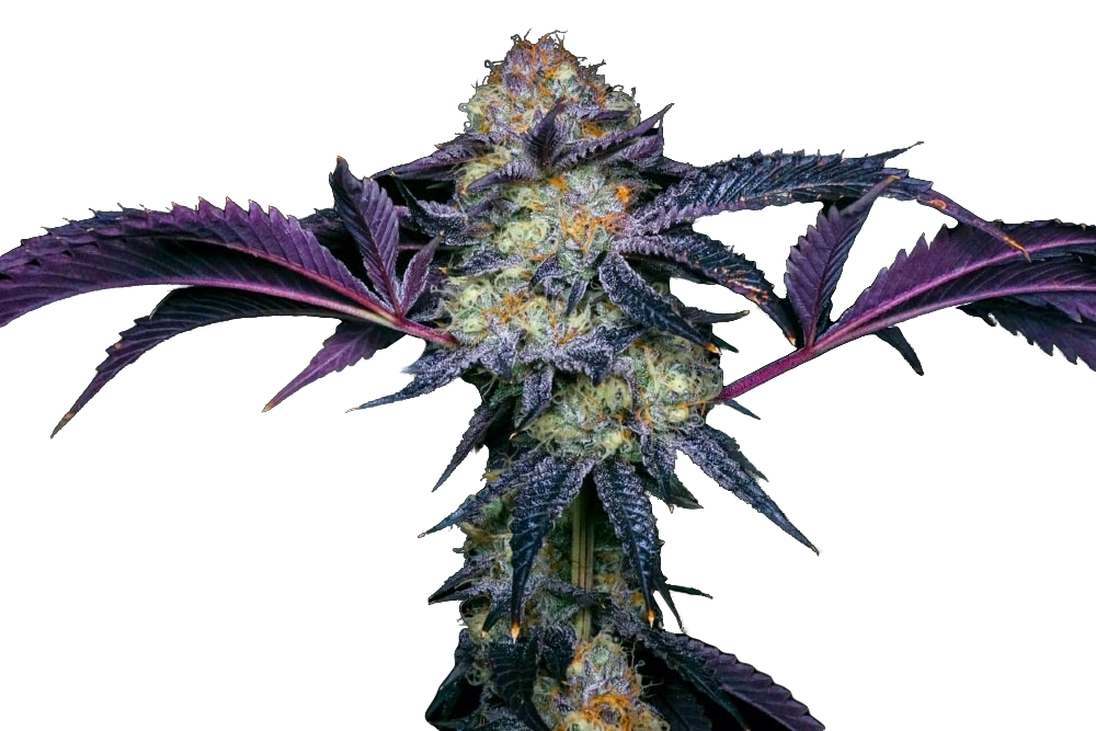 Strawberry Cough Feminized Seeds