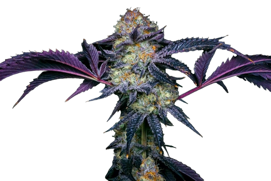 Strawberry Cough Feminized Seeds