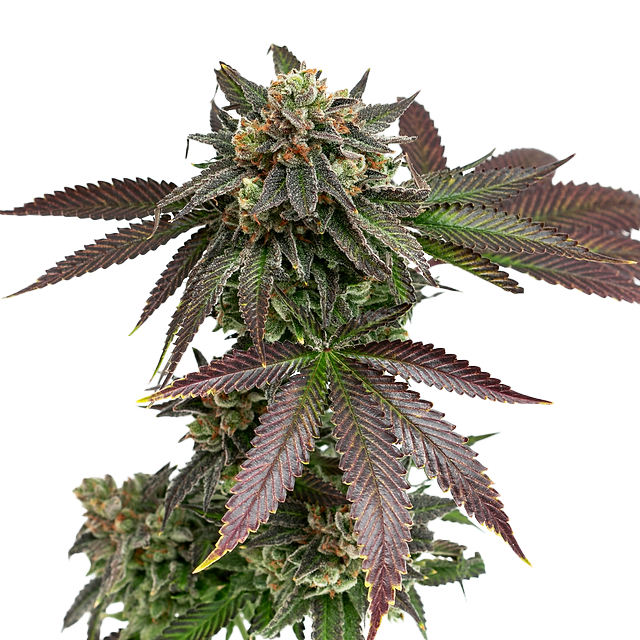 Sunset Sherbet Feminized Seeds