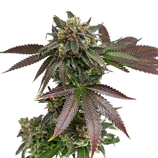 Sunset Sherbet Feminized Seeds