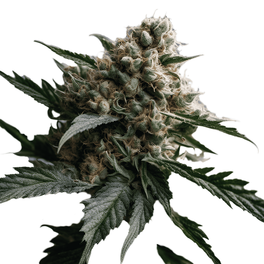 Super Silver Haze Autoflower Seeds