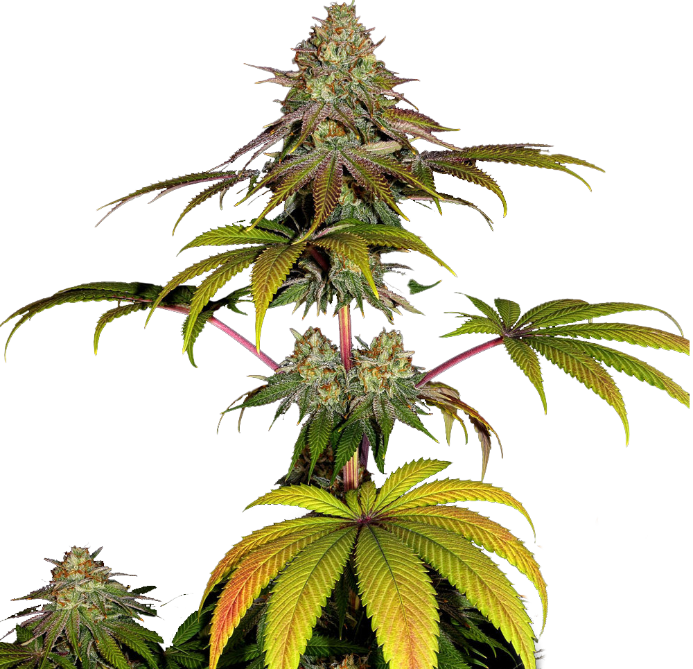 Wedding Cake Feminized Seeds