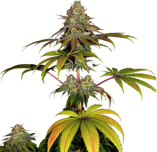 Wedding Cake Feminized Seeds