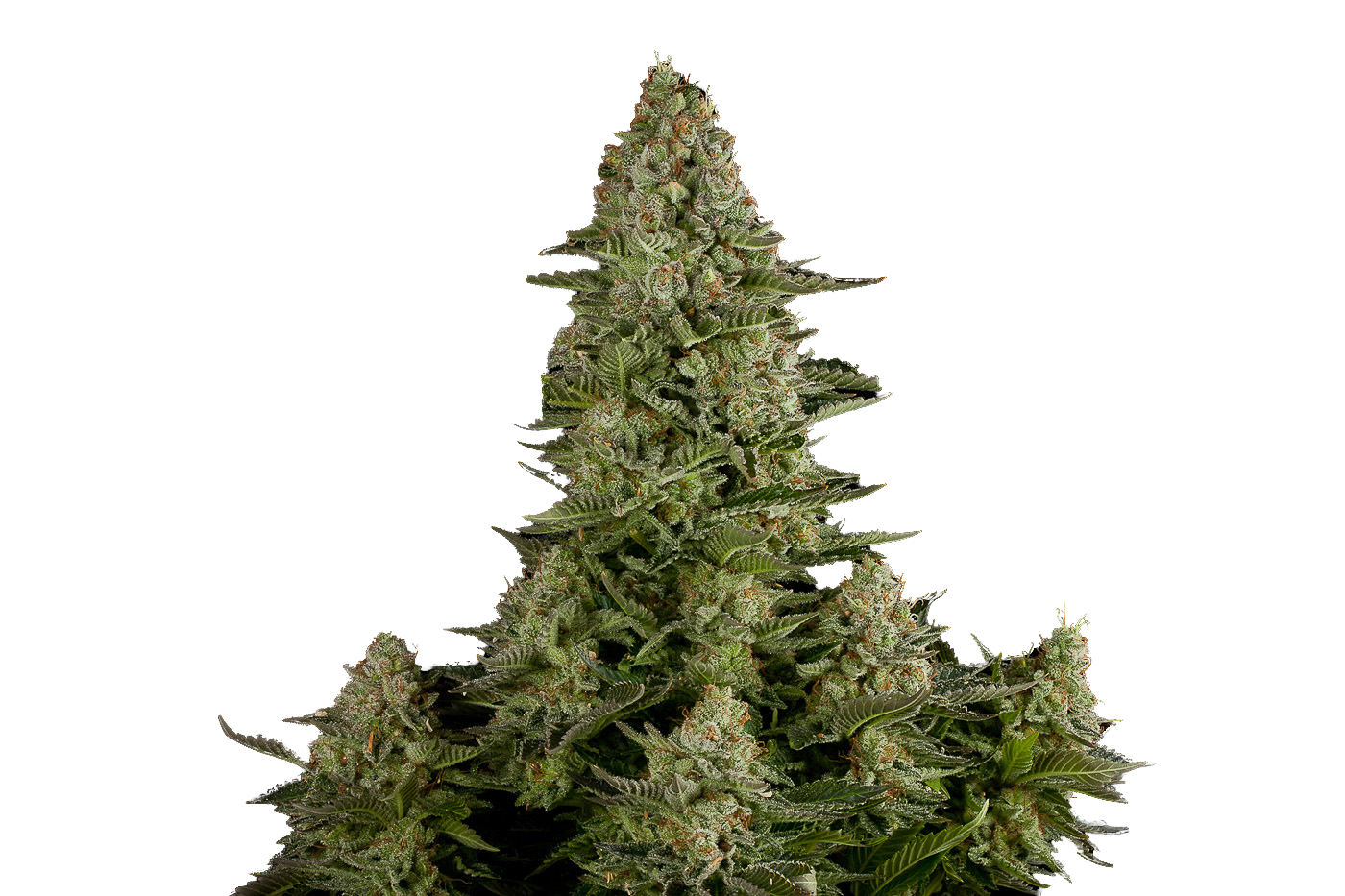 White Widow Autoflower Seeds