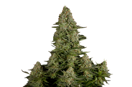 White Widow Feminized Seeds