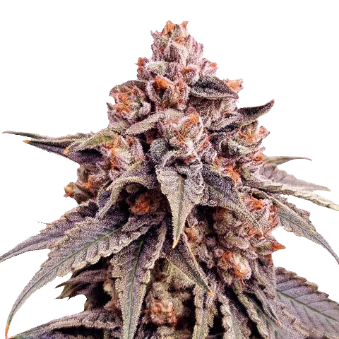 Zkittlez Feminized Seeds